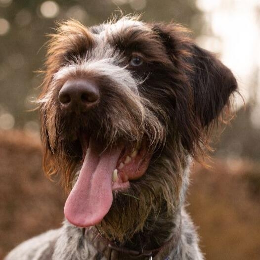 Wire deals haired spaniel